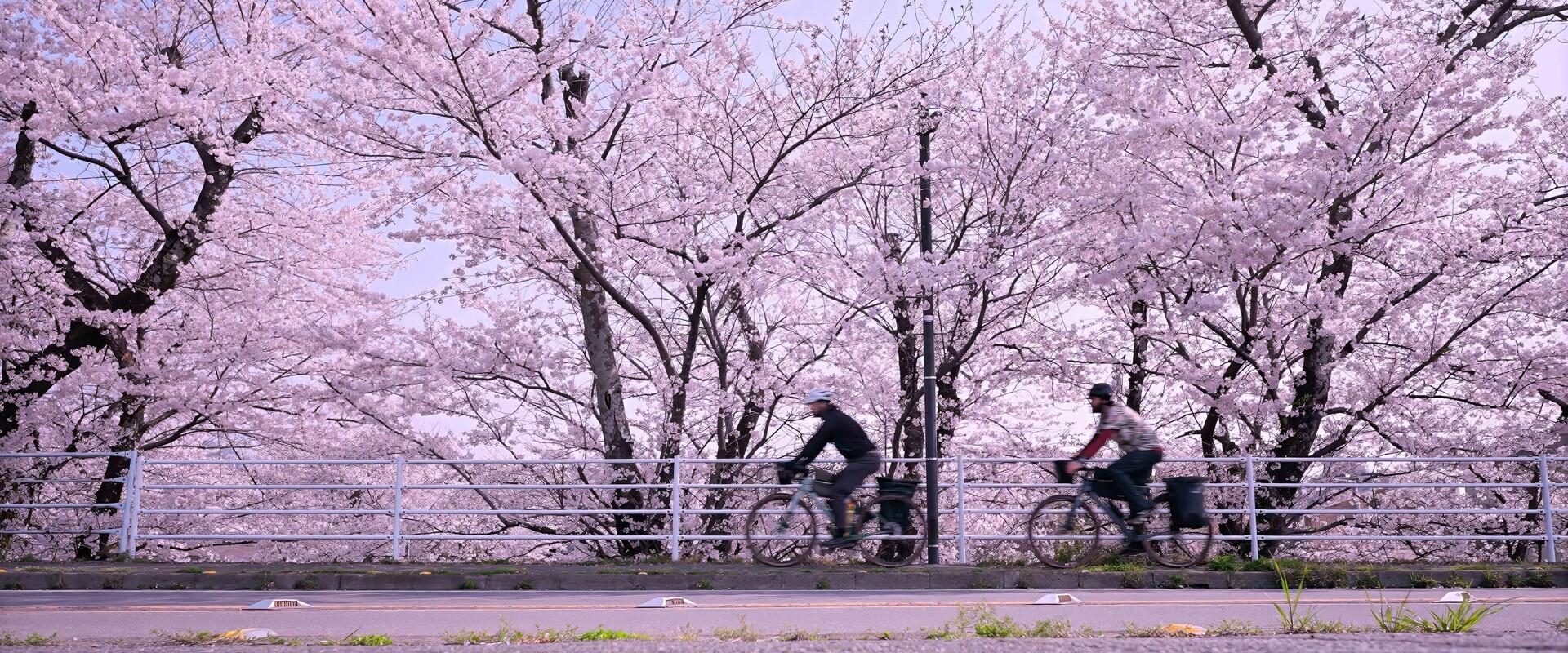 Zwei Radfahrer fahren in Bewegungsunsch&auml;rfe an bl&uuml;henden Kirschb&auml;umen entlang einer Br&uuml;cke in Japan.